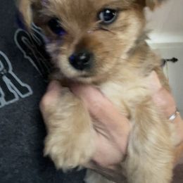 Storm - Chocolate female Morkie puppy in Taylorsville, North Carolina from Mountain Top Hot Tailz