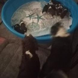 English Springer Spaniel Puppies from IV Springers of California