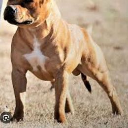 Brendan - Staffordshire Bull Terrier
