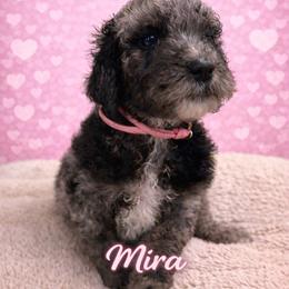 Mira - Merle female Goldendoodle puppy in Petersburg, West Virginia from Wv Diva Doodles
