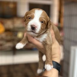 Rory - Red  female Goldendoodle puppy in Aubrey, Texas from The Parrish Doods