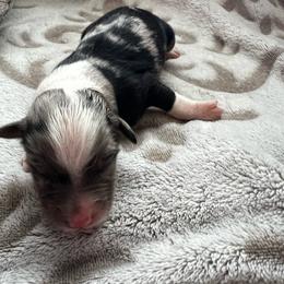 Mocha - Blue merle male Australian Shepherd puppy in Traer, Iowa from Kelly's Australian Shepherds