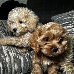 Cockapoo and Poodle Puppies from Rawls Lovely Little Tots