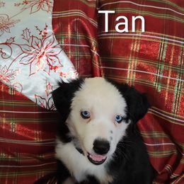 Miniature Australian Shepherd Puppies from Terri's Mini Aussies