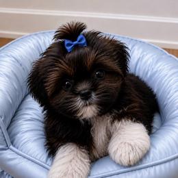 Bailey - Liver and white male Shih Tzu puppy in Covington, Georgia from Top Hats 2  Shih Tzu’s