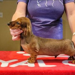 HUGO- Blueprint Here We Go MS - Red male Dachshund puppy in Mountain Grove, Missouri from Blueprint K9 Dachshunds- www.BlueprintK9.com