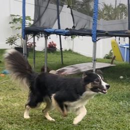 Koki - Border Collie