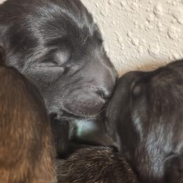 Medium female - Brindle female Belgian Malinois puppy in Dallas, Texas from RoyalHaus Malinois