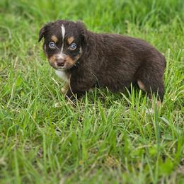 Poppy - Red tri-color female Australian Shepherd puppy in Silex, Missouri from Small Town Australian Shepherds