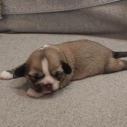 Lightning - Golden male Lhasa Apso puppy in Norman, Oklahoma from Steve's Puppies