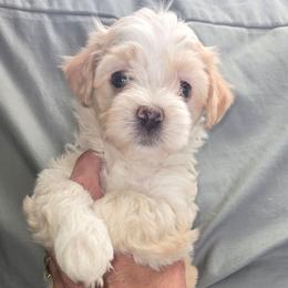 Finn - Cream male Maltipoo puppy in Brooksville, Florida from DeVall Maltipoos
