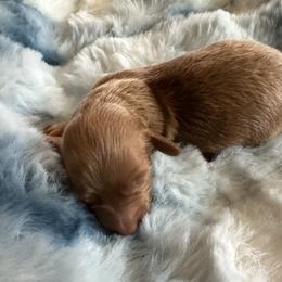 Donatello - Red male Dachshund puppy in Quemado, New Mexico from TNT Dachshunds