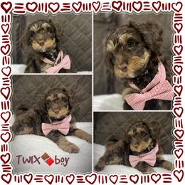 TWIX - Brown and white male Aussiedoodle puppy in Houston, Texas from Jomelkin Furry Pals