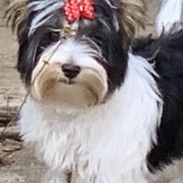 Biewer Terriers from LaJune Mills