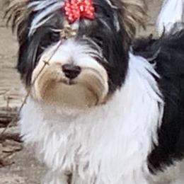 Biewer Terriers from LaJune Mills
