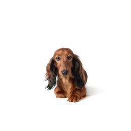 Selah - Red female Dachshund puppy in Danbury, New Hampshire from Maplewood Mountain Farm