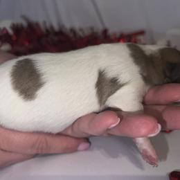 Chihuahua Puppies from Dog Bones N Harmony