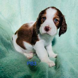 PB3 - Red and white male English Springer Spaniel puppy in Britton, South Dakota from K&S Canines