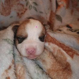 Girl 1 - Red and white female American Corgi puppy in Pioneer, Michigan from Country Corners Corgis
