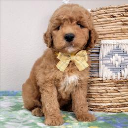 Mochi - Red  male Goldendoodle puppy in Temecula, California from Oodles O'Doodles