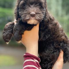 Bernedoodle and Double Doodle Puppies from Cloud Nine Doodles