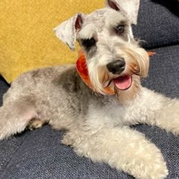 Miniature Schnauzers from Jack & Jill