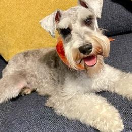 Miniature Schnauzers from Jack & Jill
