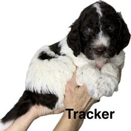 Boy 4 Tracker - Parti male Goldendoodle puppy in Newark, Ohio from Valleydayle Doodles and Wheatens
