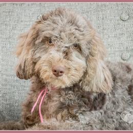 Bianca - Merle female Cockapoo puppy in Connersville, Indiana from Deaz Doodle Ranch
