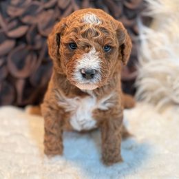 Solace - Apricot male Cavapoo puppy in Mona, Utah from Hearts Full of Puppies