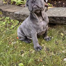 French Bulldog Puppies from Camarra King