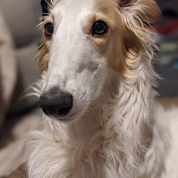 Silken Windhounds from Greenwood Sighthounds