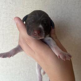 Girl 4 - Liver roan female German Shorthaired Pointer puppy in Section, Alabama from Emily's GSPs
