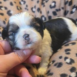 Eloise AKC - Black gold and white female Shih Tzu puppy in Henry, Virginia from Hardradas Dynasty Kennel