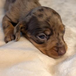 Hera - Dapple female Dachshund puppy in Waddell, Arizona from The Bearded Companions