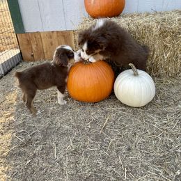 Miniature Australian Shepherd Puppies from Wild Outlaw Aussies