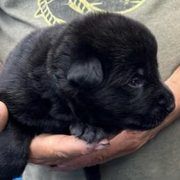 Boy 3 - Black and tan male German Shepherd puppy in Sharon Grove, Kentucky from Julie’s Shepherds