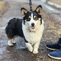 Rhea - Pembroke Welsh Corgi