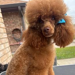 LuLu - Poodle