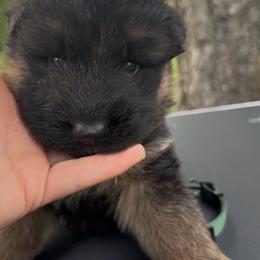 Mr Green - Black and tan male German Shepherd puppy in Lawton, Michigan from Free Indeed Shepherds