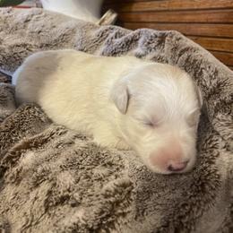 Girl 1 - Gold merle female Border Collie puppy in Lakeview, Michigan from Haven Creek Farm