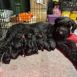 Giant Schnauzer puppies from K & S Schnauzers