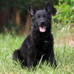 German Shepherd Puppies from Vom Anfang German Shepherds