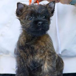 Happy - Cairn Terrier