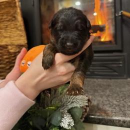 Boy 4 - Black and red male German Shepherd puppy in Snohomish, Washington from Wataha Shepherds