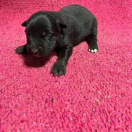 Ash - Black tri-color female Australian Shepherd puppy in Whitwell, Tennessee from Owl Hollow Farm