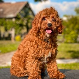 Cavapoo, Goldendoodle, and Poodle All Grown Up from True Hearted Doodles