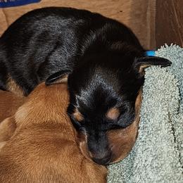 Dachshund Puppies from Dax Place