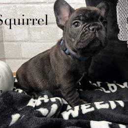 Boy 1 - Black and white French Bulldog puppy in Arizona from Frenchiepuphub