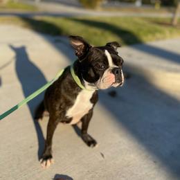 Lorlei - Boston Terrier